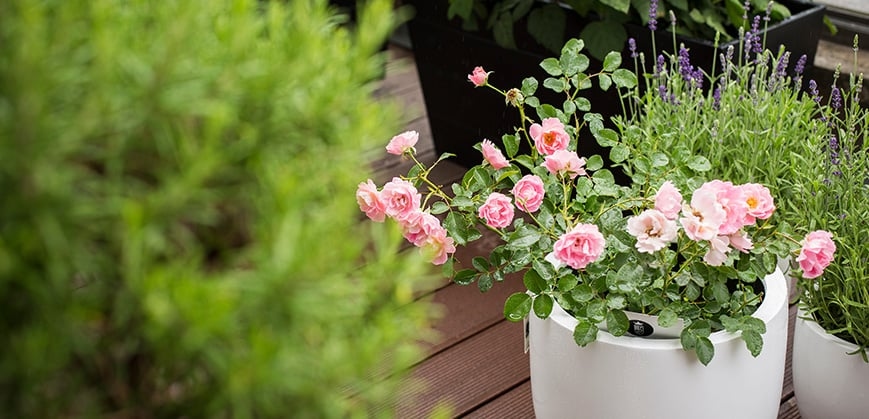 Eine kleine zartrosa Rose wächst in einem weißen Topf 