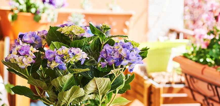 Eine blaue Hortensie steht auf einem Balkon mit Terrakotta-Töpfen