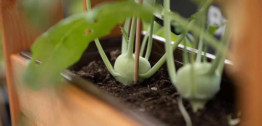 Kohlrabi angepflanzt auf Balkon