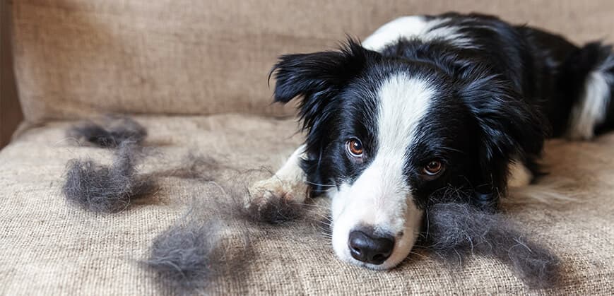So entfernst du Hundehaare von Teppich und Sofa | moebel.de